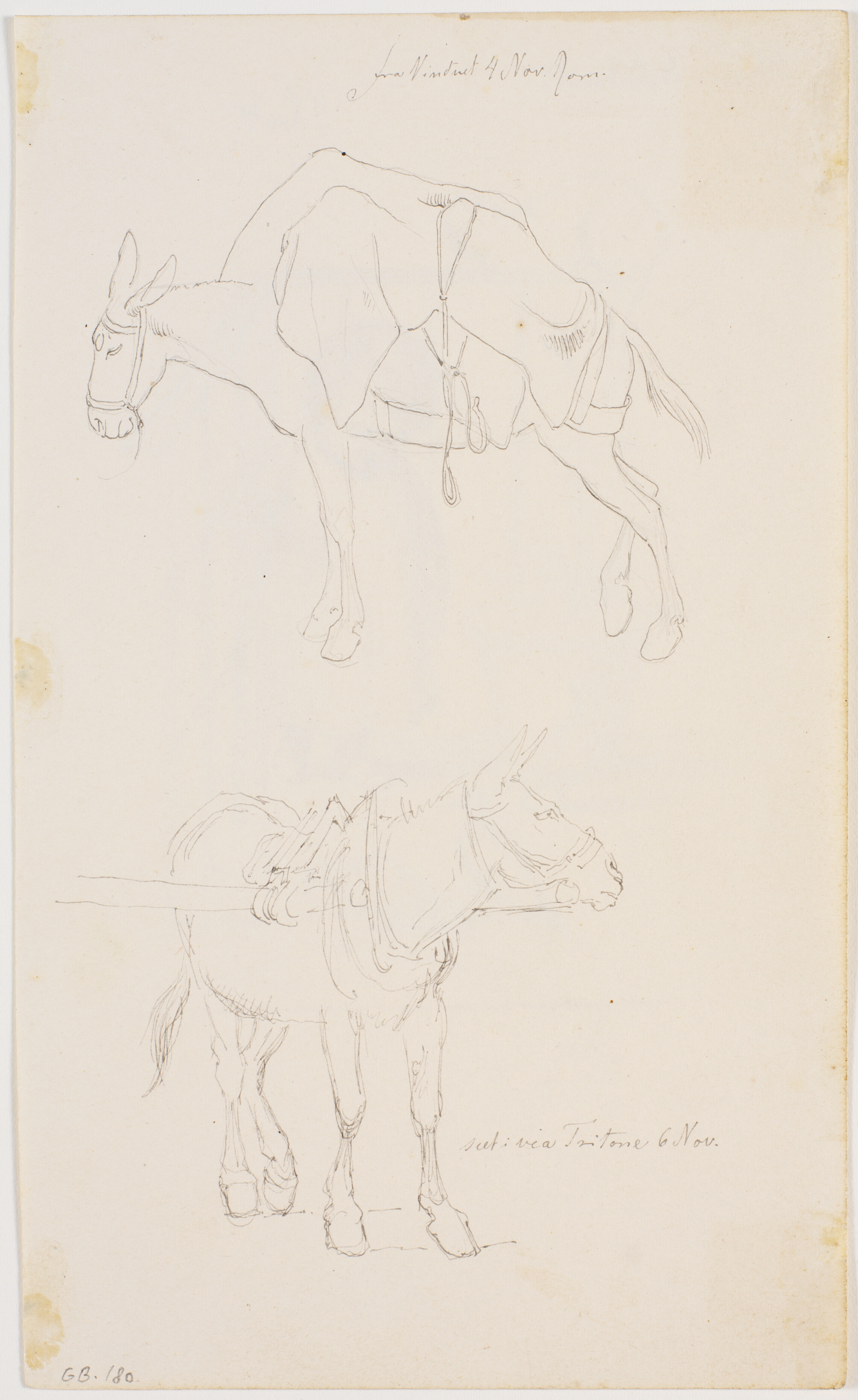 To studier af muldyr, et med oppakning